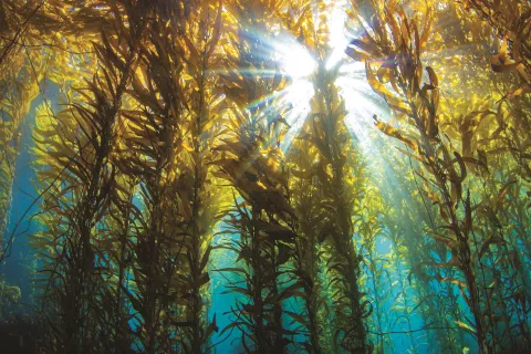 Kelp: todo lo que tenés que saber sobre este superalimento Kelp: todo lo que tenés que saber sobre este superalimento. Foto: Getty