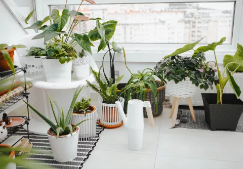 10 plantas de interior ideales para sumar verde a tu decoración 10 plantas de interior ideales para decorar