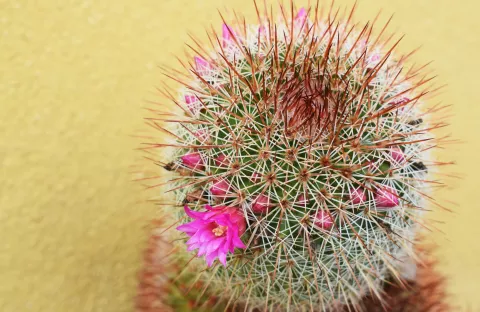 Dónde ubicar los cactus en tu casa, según las reglas del feng shui Cactus: dónde conviene ubicarlos en la casa según el Feng shui