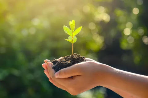 ¿Por qué el 7 de julio se celebra el Día Internacional de la Conservación del Suelo?