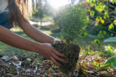 Quiero plantar un árbol: ¿dónde puedo sumarme? Plantar árboles: la importancia de cuidar el medio ambiente
