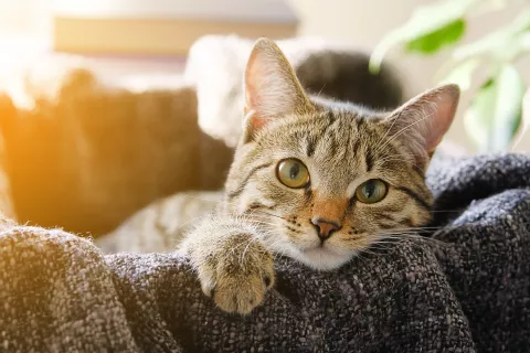 Ayuno intermitente para mascotas Día Mundial del Gato: cómo cuidarlos bien