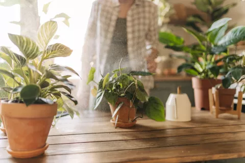 Plantas: remedios naturales y caseros para curarlas Remedios caseros para nuestras plantas