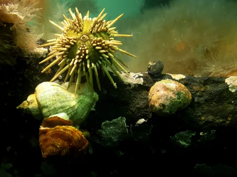 El erizo de mar es considerado un tesoro escondido en la Patagonia.