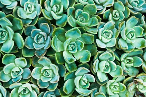Jardinería: cómo reproducir suculentas Multiplicación por suculentas