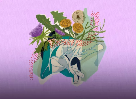 Plan detox: ¿cómo hacer una limpieza de hígado vegetal? higado-principal.png