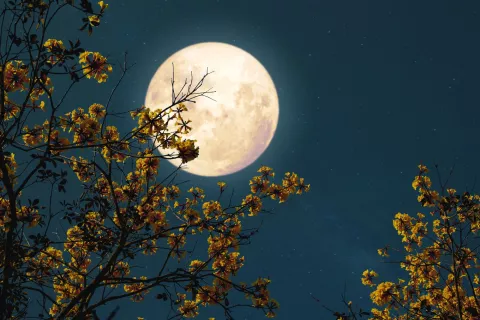 Luna llena de octubre: cuándo vas a poder verla y por qué se llama del cazador La luna llena de octubre se podrá ver este domingo 9.
