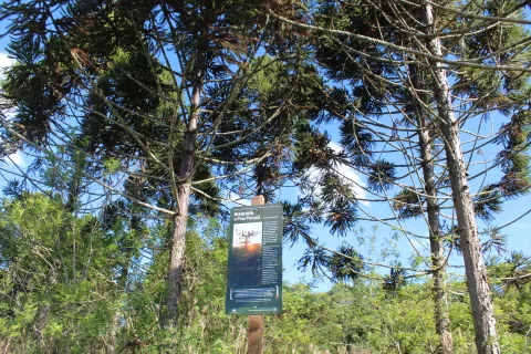 Cómo ayudar a salvar a los bosques nativos argentinos: dónde donar Bosques nativos: se salvaron hectáreas con bosque nativo en Misiones, en la frontera con Brasil.