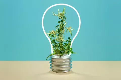 Por qué un emprendimiento sustentable es una buena idea Arrancar "pensando en verde" puede hacerle toda la diferencia a tu emprendimiento.