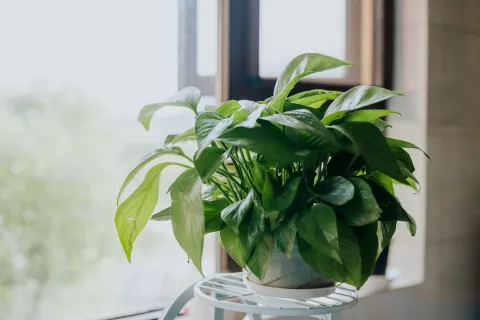 5 plantas de interior para mejorar la energía de tu casa 5 plantas de interior que, según el feng shui, van a ayudar a la energía de tu casa.