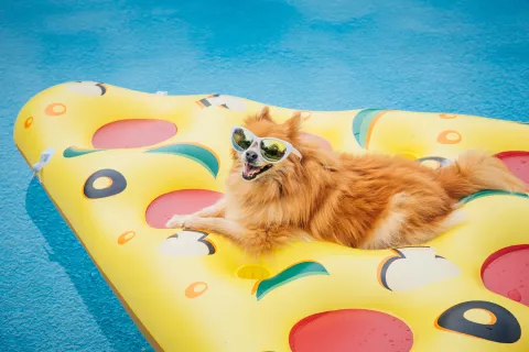 Cómo cuidar a las mascotas del calor Llega el primer festival dedicado a las mascotas: se viene Mascotear.