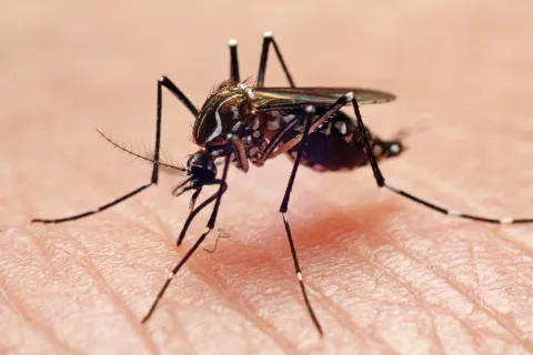 Un médico neurólogo alerta sobre las secuelas que podrían quedar después de tener dengue Mosquito de dengue