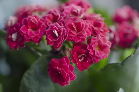 Verano: estas son las plantas más resistentes al calor Kalanchoes es una planta súper resistente al calor.
