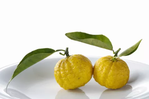 Yuzu, cuáles son los beneficios de esta fruta japonesa Conocé la yuzu, una fruta japonesa, y sus beneficios.