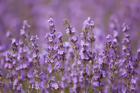 Verano: 3 plantas ideales para utilizar como post solar Lavanda: una especia para alejar la envidia.