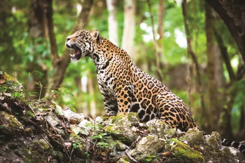 Especies argentinas en peligro: estas son las 6 más afectadas El yaguareté es el felino más grande de Latinoamérica.