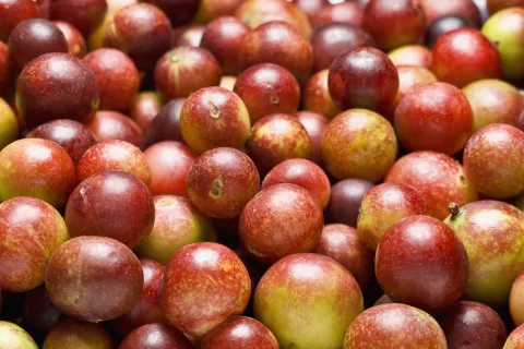 Camu-camu: cómo es el superalimento que hoy es tendencia Camu-camu: conocé este superalimento.
