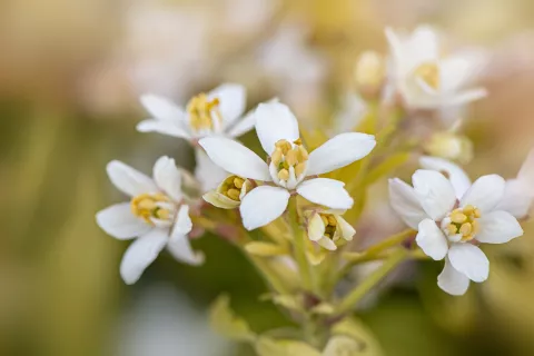 Así deberías usar el agua de azahar para revitalizar tu piel de manera natural Cuál es el uso cosmético del agua de azahar.