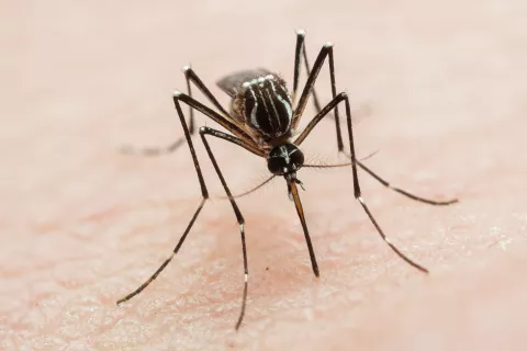 Dengue: cómo es el nuevo serotipo y cuáles son sus síntomas Dengue: cómo es el nuevo serotipo, cuáles sos sus síntomas y quiénes son los más perjudicados.