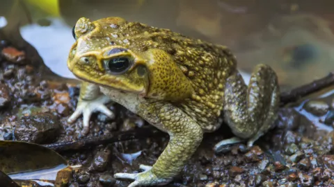 Veneno de sapo: en qué consiste este ritual que invita a tomar un peligroso alucinógeno Veneno de sapo: ¿de dónde viene este ritual y por qué lo desaconsejamos?