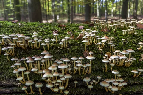 Fungi: por qué los hongos son fundamentales en la lucha contra el cambio climático Fungui: los hongos aportan al cambio climático.