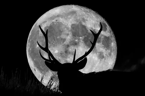 Súper Luna de Ciervo: ¿por qué se llama así la luna más brillante de julio? Luna llena de Ciervo: ¿cómo ver esta luna brillante de julio?