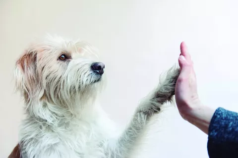 Comunicación intuitiva con animales: ¿cómo podés recibir sus mensajes? Comunicación intuitiva con animales.