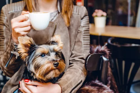 Día del Perro: 5 lugares para ir a merendar y llevar a tu mascota Día del Perro: 5 lugares para ir a merendar y llevar a tu mascota.