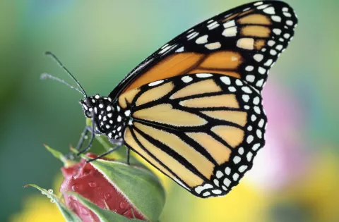 Mariposas: este es el significado espiritual de este insecto místico Cuál es el significado espiritual de las mariposas.