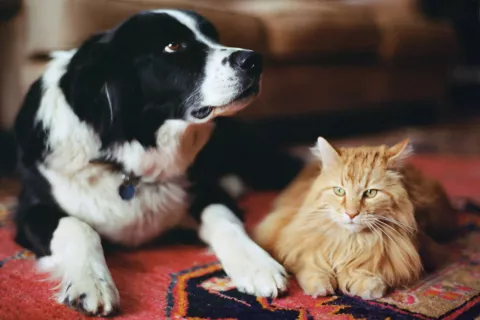 La Inteligencia Artificial respondió la pregunta de quién es el mejor amigo del hombre: ¿el perro o el gato? ¿Perro o gato? ¿A cuál considera el mejor amigo del hombre la Inteligencia Artificial?