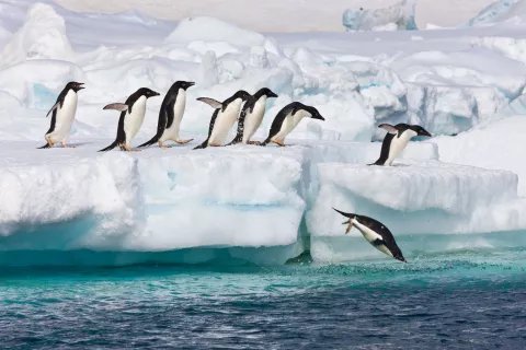 Estos son 8 de los animales en peligro de extinción: qué podés hacer para ayudarlos Los pingüinos están entre los animales en peligro de extinción.