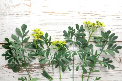 Ritual con ruda para proteger tu casa de las malas energías Ruda, una planta que puede ayudarte a sacar las malas energías de tu casa.