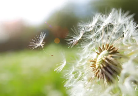 Equinoccio de primavera: momento de encontrar el balance Equinoccio de primavera: demos espacio para lo nuevo.