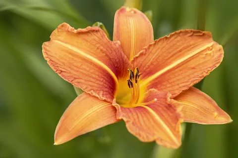 5 plantas que amamos porque florecen una y otra vez Hemerocallis: una flor que vuelve una y otra vez.
