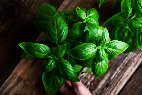 Feng shui: este es el lugar donde deberías poner albahaca para atraer la prosperidad Dónde poner albahaca para atraer prosperidad, según el feng shui.