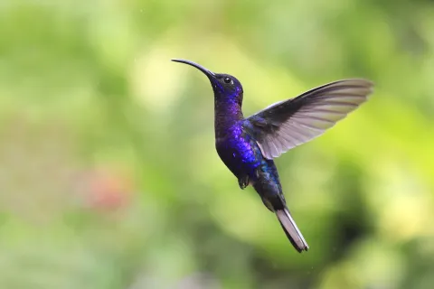Con estas 3 plantas de flores amarillas, tu jardín se llenará de colibríes 3 plantas de flores amarillas para llamar a los colibries.
