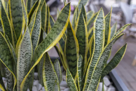 Estas son las 4 plantas de interior más coloridas y fáciles de cuidar para que tengas en casa Lengua de suegra, una de las plantas fáciles de cuidar que te recomendamos.