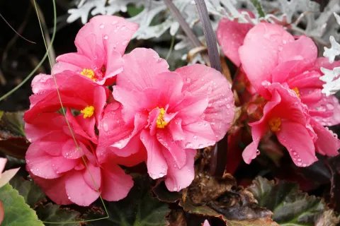 Begonia: una planta de interior que necesita poca luz.