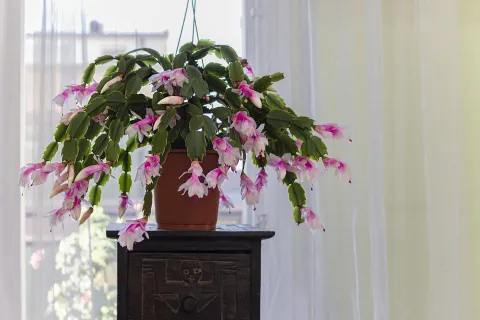5 suculentas para tener flores durante todo el año Suculentas con flores
