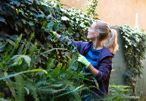 Las 7 plantas trepadoras de exterior que más resisten al sol y al calor La hiedra, una de las plantas trepadoras de exterior que más resisten al calor.