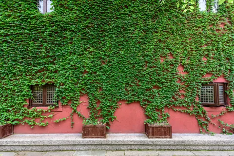 Esta planta puede sobrevivir durante siglos en tu jardín Esta planta puede sobrevivir durante siglos en tu jardín.