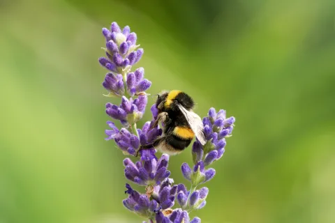 5 plantas con flores que atraen la fortuna y son perfectas para regalar Lavanda, una de las 5 plantas con flores más bellas.