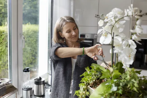 Qué significa tener una orquídea en casa y qué beneficios trae Qué significa tener una orquídea en casa.