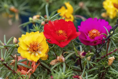 5 plantas ideales para cultivar en épocas de calor Plantas ideales para cultivar en épocas de mucho calor.