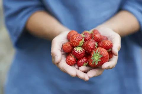 El truco para que las frutillas duren más en la heladera Las frutillas pueden acompañar cualquier colación del día.