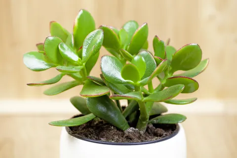 El truco para reproducir la planta de jade en agua con un gajo Planta de jade.