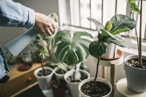 Estas son las plantas de interior decorativas más fáciles de cuidar Platas ideales para el interior que no llevan mucho cuidado.