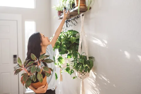Esta planta de la felicidad puede transformar tu hogar y llenarlo de buenas vibras Esta planta de la felicidad puede transformar tu hogar y llenarlo de buenas vibras.