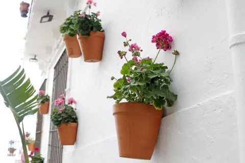 Las 5 mejores plantas para decorar tus paredes sin generar humedad Decorar paredes con plantas y flores aporta un detalle fresco que enamora