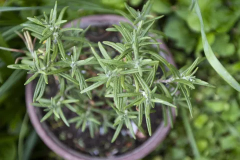 Esta planta aromática que seguro tenés en tu jardín, ayuda a la concentración y la memoria Cuáles son los beneficios del romero.